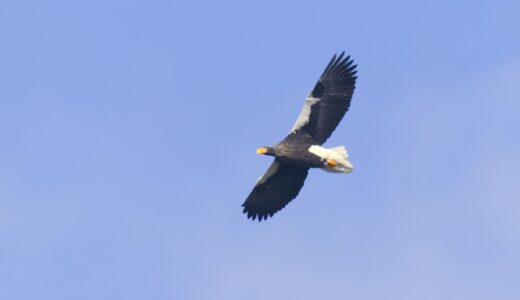秋田の野鳥2023年シーズン