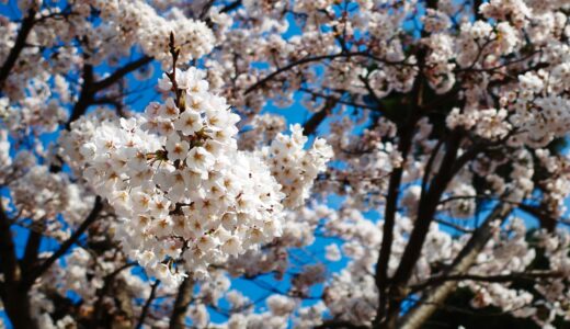 秋田の春（Spring of Akita）