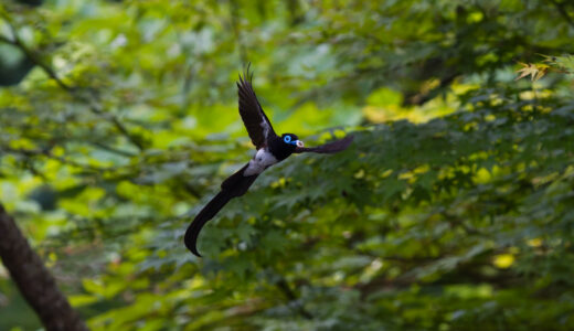 初夏から初秋にかけて出会った野鳥たち
