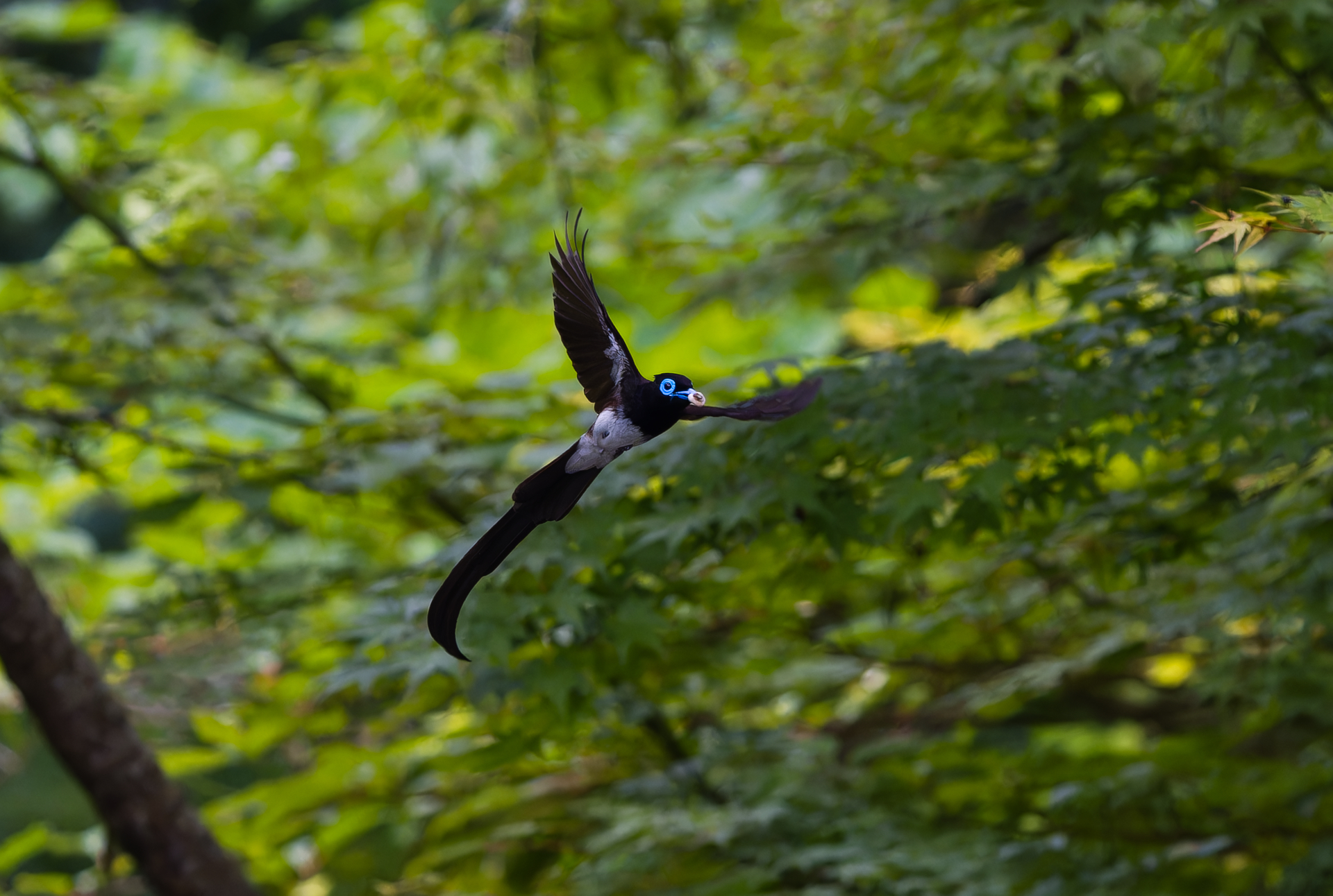 初夏から初秋にかけて出会った野鳥たち | 勇ブログ -ISAMU-