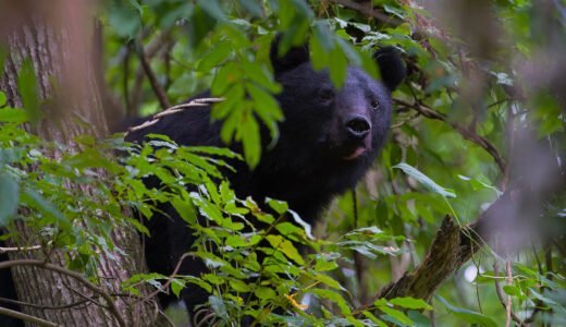 下のソーシャルリンクからフォロー