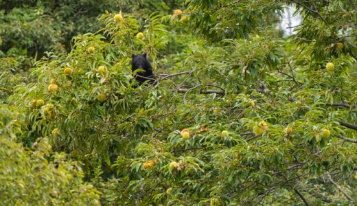 ニホンツキノワグマ