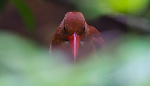 アカショウビン2025