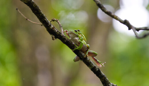 Sony α7RV & α9 ハヤブサの捕食シーンと森のモリアオガエル