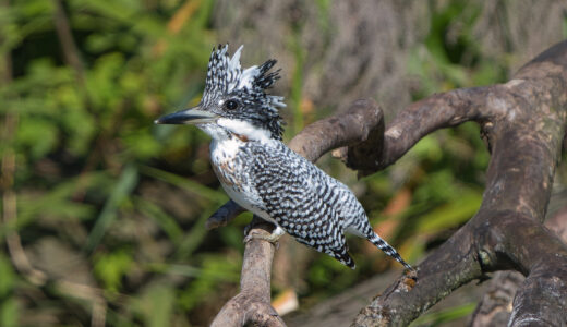 秋の渡りと猛禽・ヤマセミ撮影を楽しむ Sony ILCE-7RM5(α7RV)