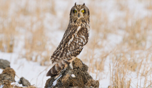 Sony ILCE-7RM5(α7RV)でコミミズク撮影とモヤッとした出来事