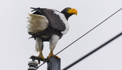 下のソーシャルリンクからフォロー