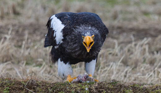下のソーシャルリンクからフォロー