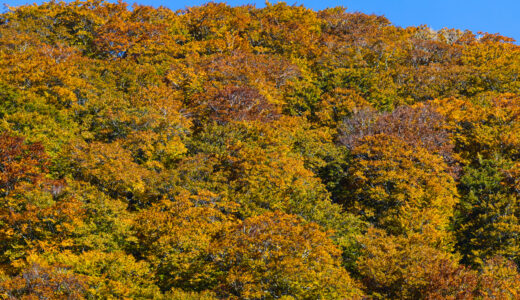 八幡平の紅葉